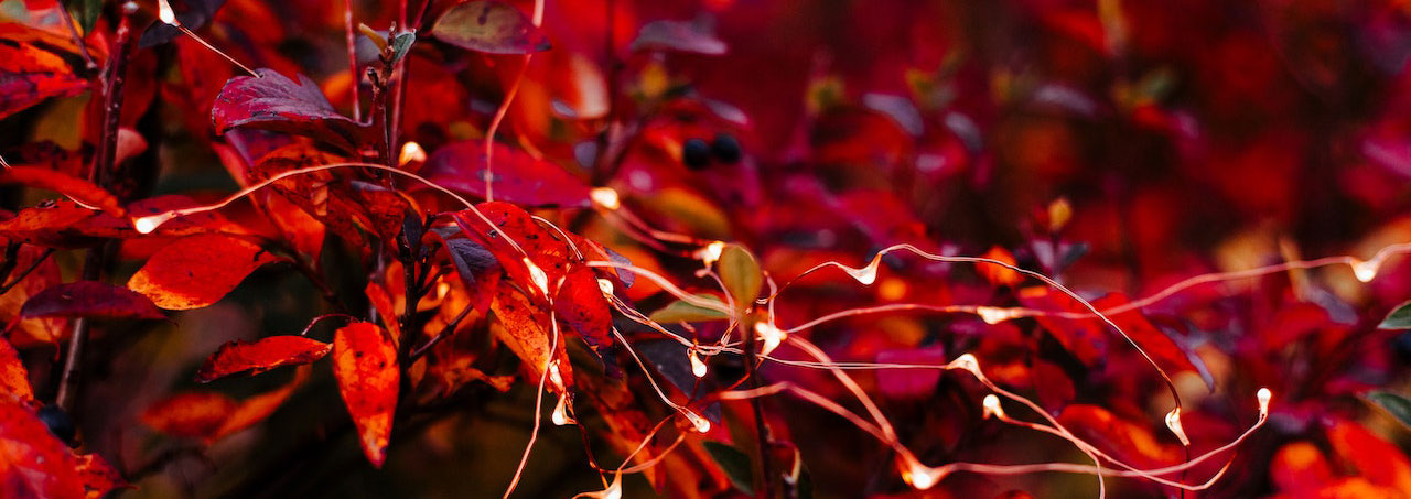 Tolle Beleuchtung für den Herbst
