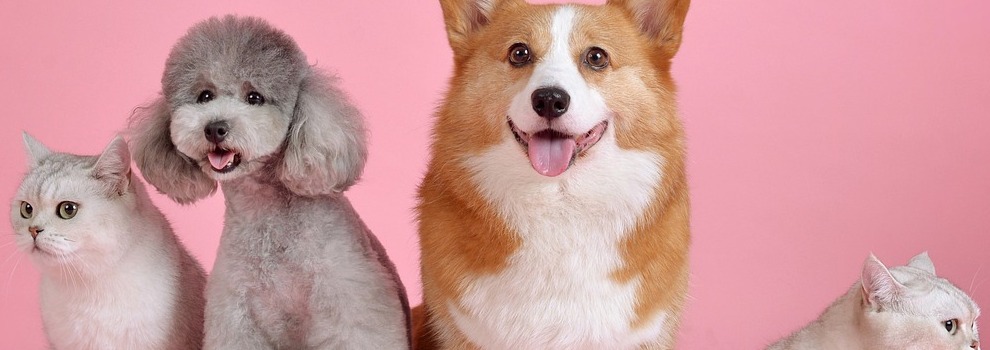 Beleuchtung für Haustiere: Sicher und komfortabel für deine Vierbeiner