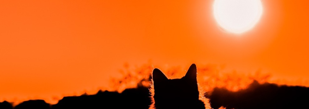 Die Notwendigkeit von Licht Die Notwendigkeit von Licht