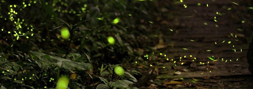 Magisches Leuchten der Glühwürmchen Magisches Leuchten der Glühwürmchen