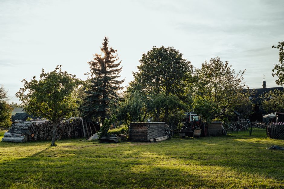 Peaceful rural backyard with trees, grass, and wood piles in summer sunlight.