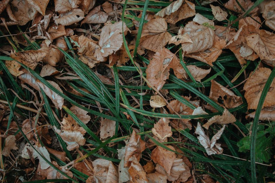 Fallen autumn leaves scattered over green grass in a natural woodland area.