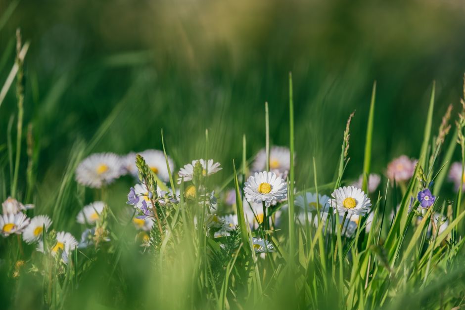 Capture of daisies and wildflowers in a lush green meadow, showcasing spring's natural beauty.